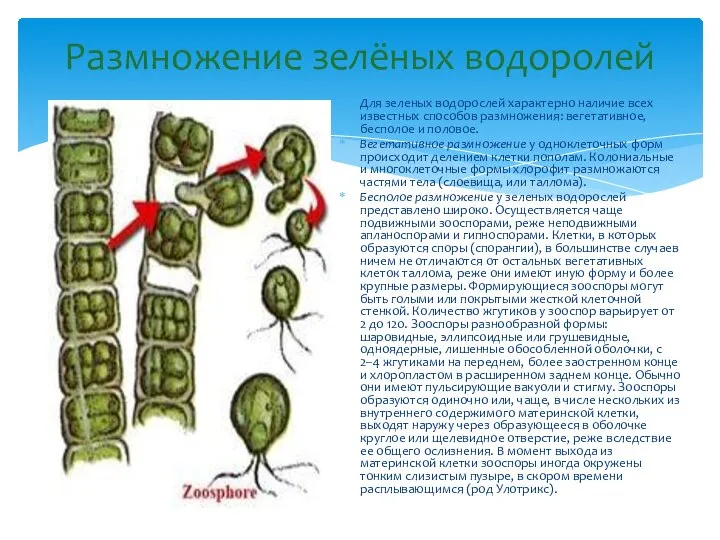 Размножение зелёных водоролей Для зеленых водорослей характерно наличие всех известных способов