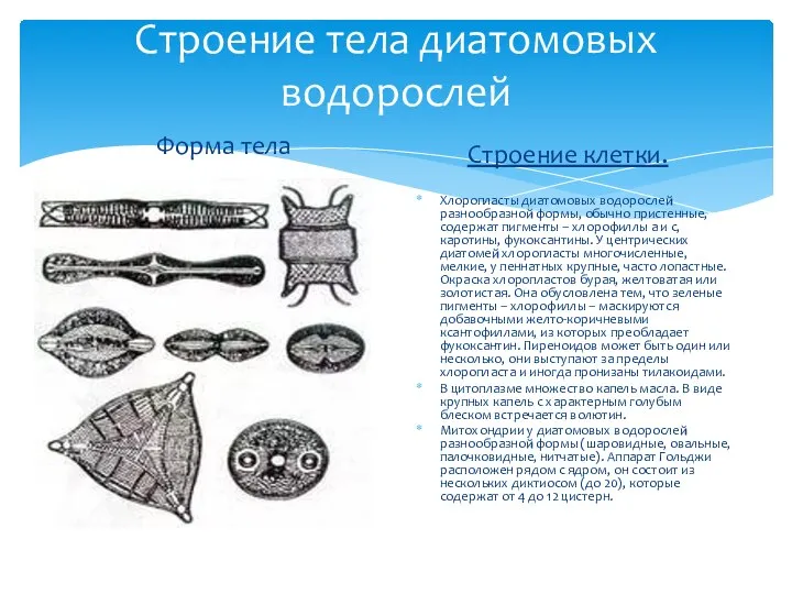 Строение тела диатомовых водорослей Форма тела Строение клетки. Хлоропласты диатомовых водорослей