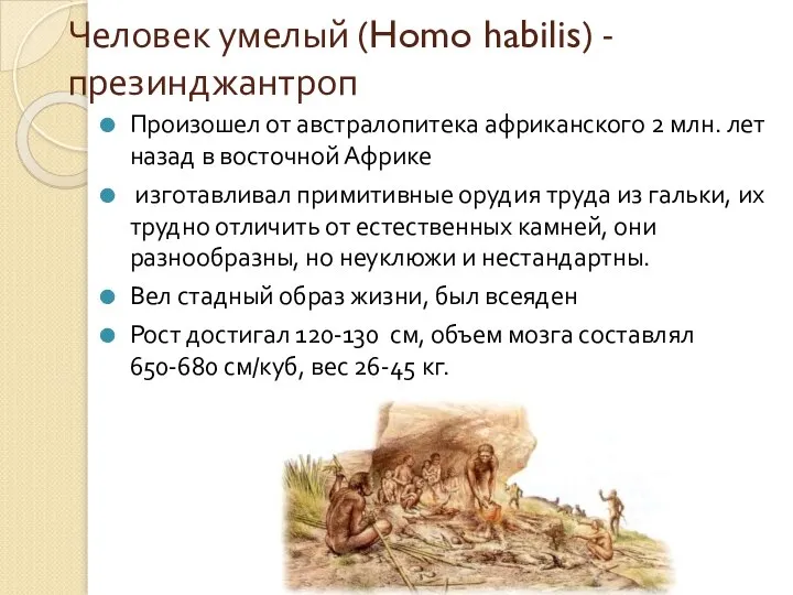 Человек умелый (Homo habilis) - презинджантроп Произошел от австралопитека африканского 2