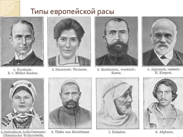 Типы европейской расы