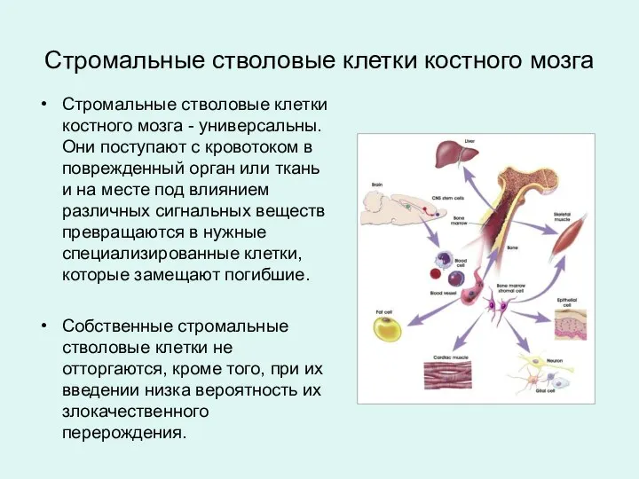 Стромальные стволовые клетки костного мозга - универсальны. Они поступают с кровотоком