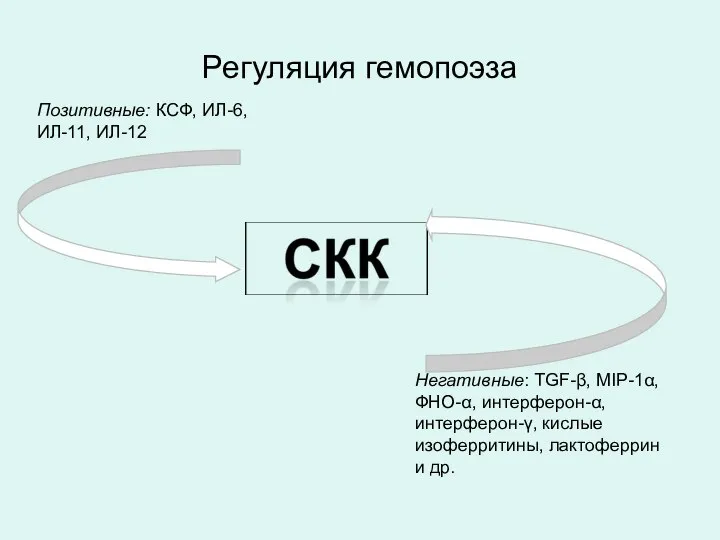 Регуляция гемопоэза Позитивные: КСФ, ИЛ-6, ИЛ-11, ИЛ-12 Негативные: TGF-β, MIP-1α, ФНО-α,