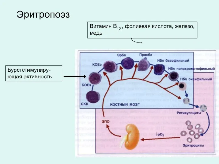 Бурстстимулиру-ющая активность Витамин В12 , фолиевая кислота, железо, медь Эритропоэз