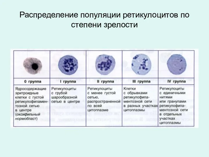 Распределение популяции ретикулоцитов по степени зрелости