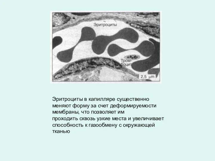 Эритроциты в капилляре существенно меняют форму за счет деформируемости мембраны, что