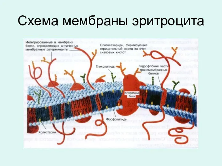 Схема мембраны эритроцита