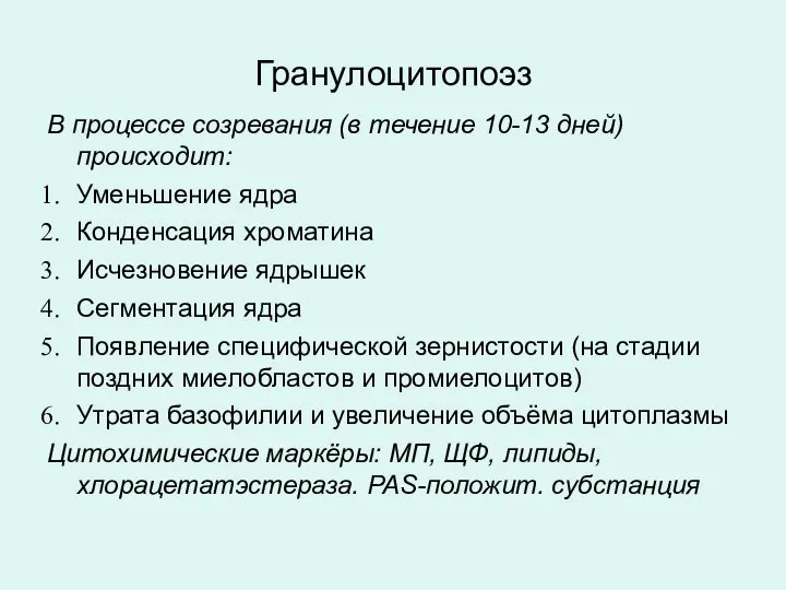 Гранулоцитопоэз В процессе созревания (в течение 10-13 дней) происходит: Уменьшение ядра