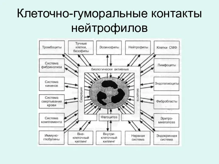 Клеточно-гуморальные контакты нейтрофилов