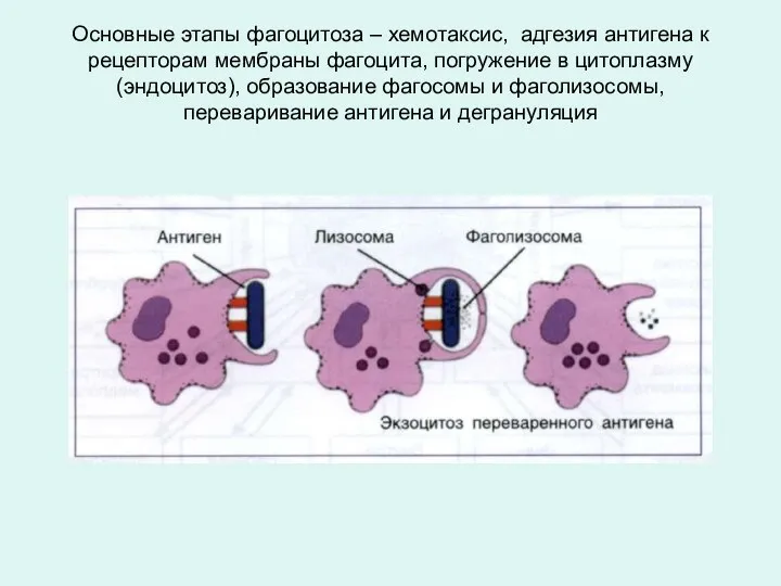 Основные этапы фагоцитоза – хемотаксис, адгезия антигена к рецепторам мембраны фагоцита,