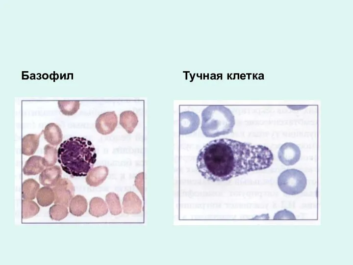 Базофил Тучная клетка