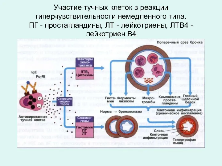 Участие тучных клеток в реакции гиперчувствительности немедленного типа. ПГ - простагландины,