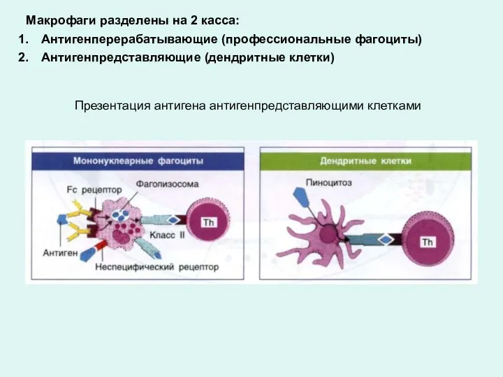 Презентация антигена антигенпредставляющими клетками Макрофаги разделены на 2 касса: Антигенперерабатывающие (профессиональные фагоциты) Антигенпредставляющие (дендритные клетки)