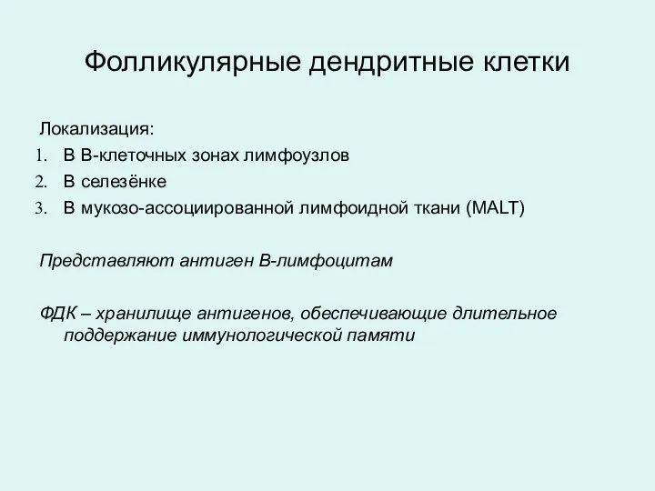 Фолликулярные дендритные клетки Локализация: В В-клеточных зонах лимфоузлов В селезёнке В