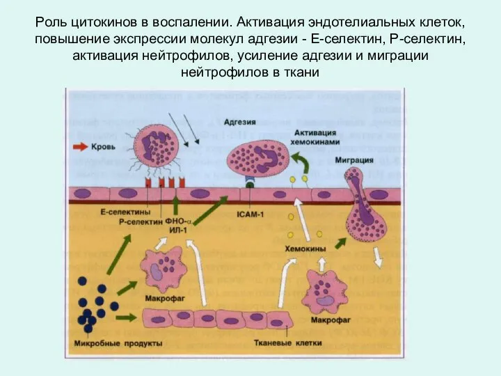 Роль цитокинов в воспалении. Активация эндотелиальных клеток, повышение экспрессии молекул адгезии