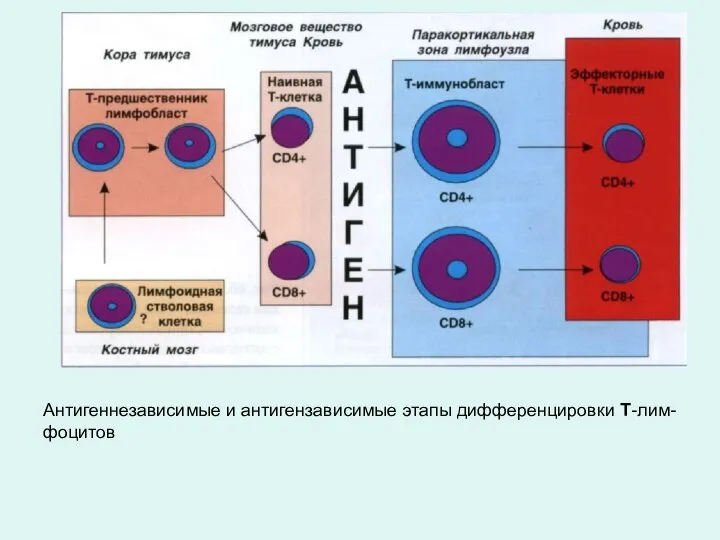 Антигеннезависимые и антигензависимые этапы дифференцировки Т-лим- фоцитов