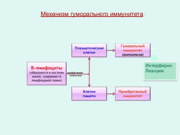 Механизм гуморального иммунитета: Интерферон Лизоцим +