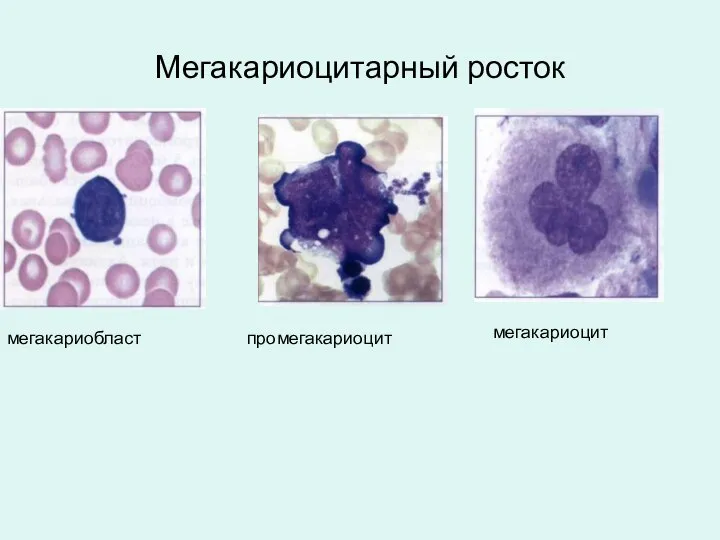 Мегакариоцитарный росток мегакариобласт промегакариоцит мегакариоцит