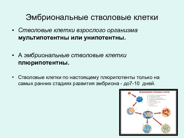 Стволовые клетки взрослого организма мультипотентны или унипотентны. А эмбриональные стволовые клетки