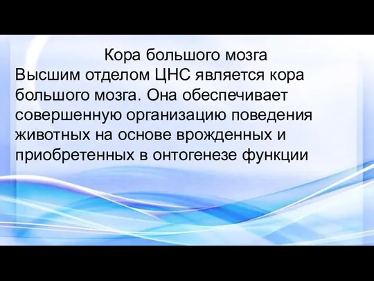 Кора большого мозга Высшим отделом ЦНС является кора большого мозга. Она