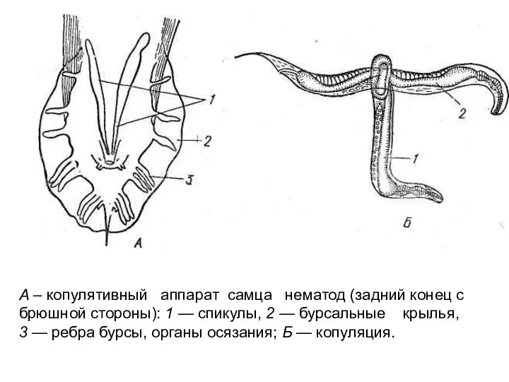 А – копулятивный аппарат самца нематод (задний конец с брюшной стороны):