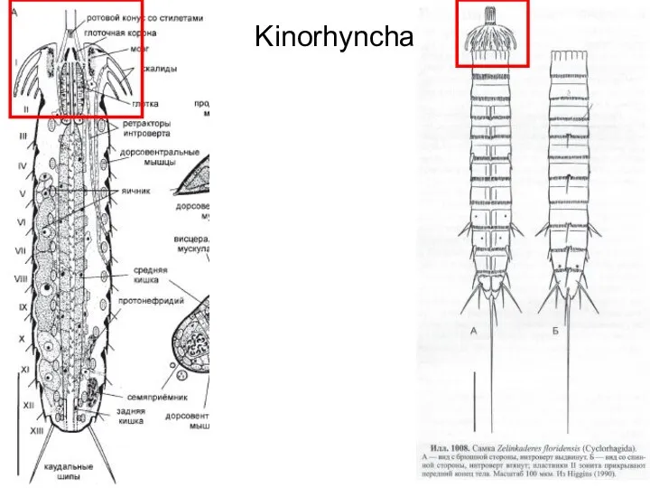 Kinorhyncha