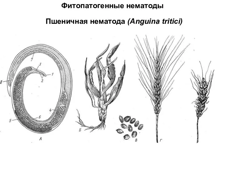 Фитопатогенные нематоды Пшеничная нематода (Anguina tritici)