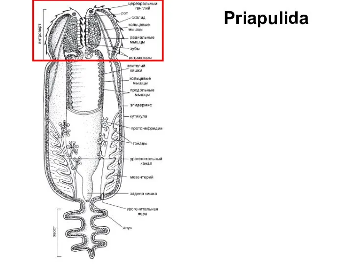 Priapulida