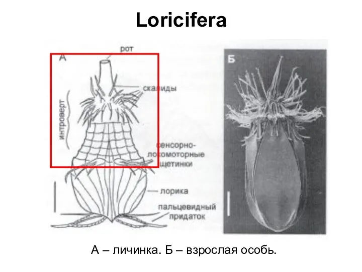 Loricifera А – личинка. Б – взрослая особь.