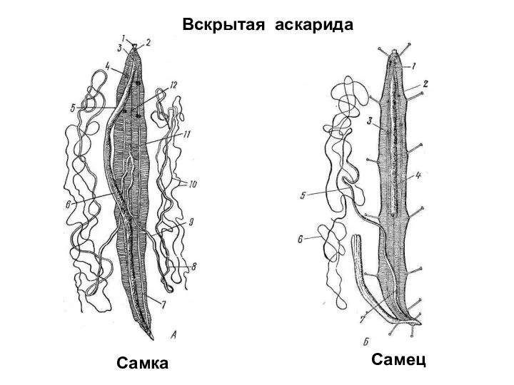 Вскрытая аскарида Самка Самец