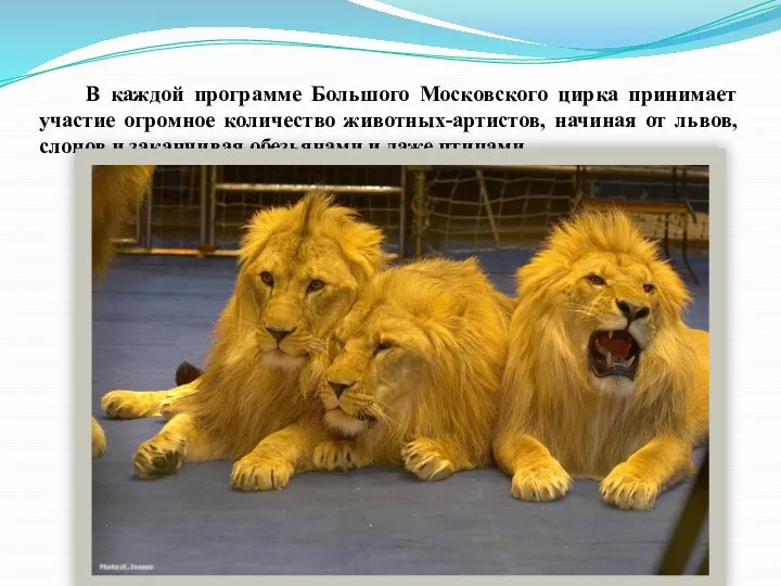 В каждой программе Большого Московского цирка принимает участие огромное количество животных-артистов,