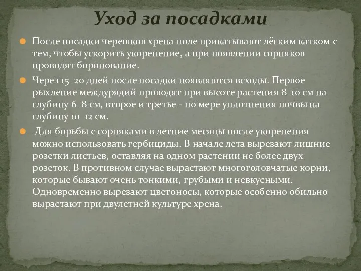 После посадки черешков хрена поле прикатывают лёгким катком с тем, чтобы