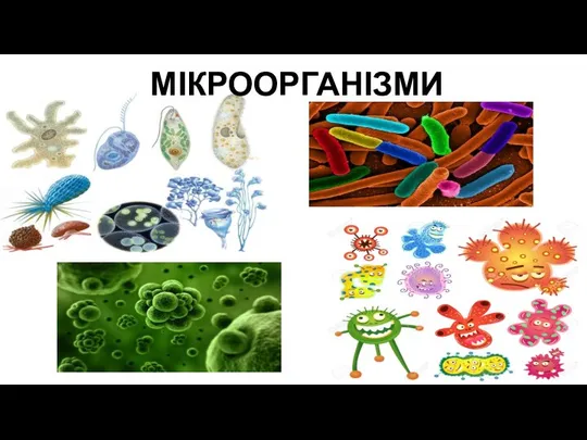 МІКРООРГАНІЗМИ