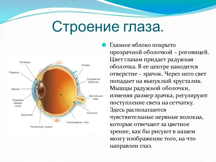 Строение глаза. Глазное яблоко покрыто прозрачной оболочкой – роговицей. Цвет глазам