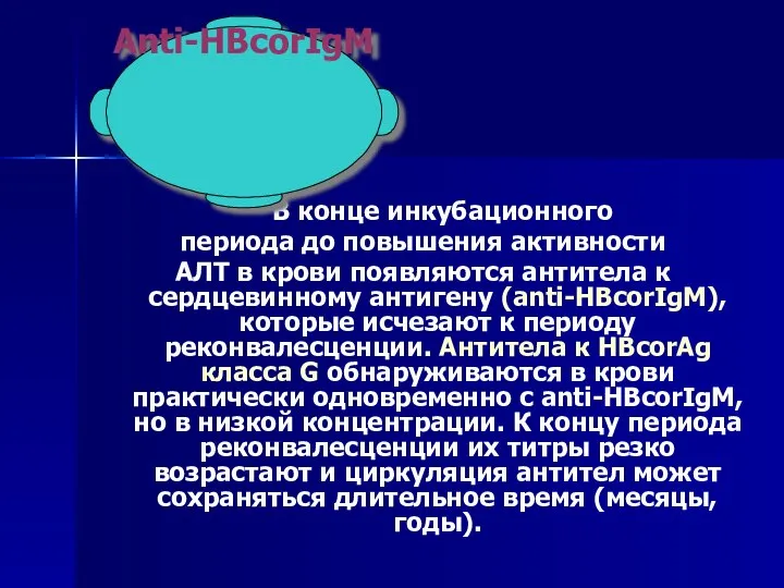 В конце инкубационного периода до повышения активности АЛТ в крови появляются