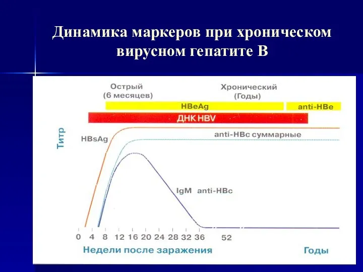 Динамика маркеров при хроническом вирусном гепатите В