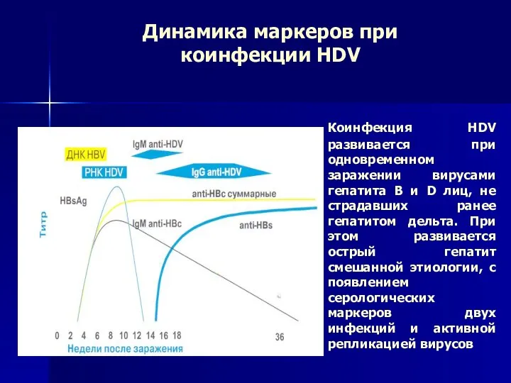 Динамика маркеров при коинфекции HDV Коинфекция HDV развивается при одновременном заражении