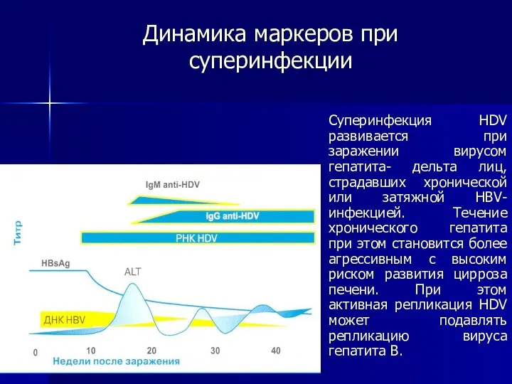 Динамика маркеров при суперинфекции Суперинфекция HDV развивается при заражении вирусом гепатита-