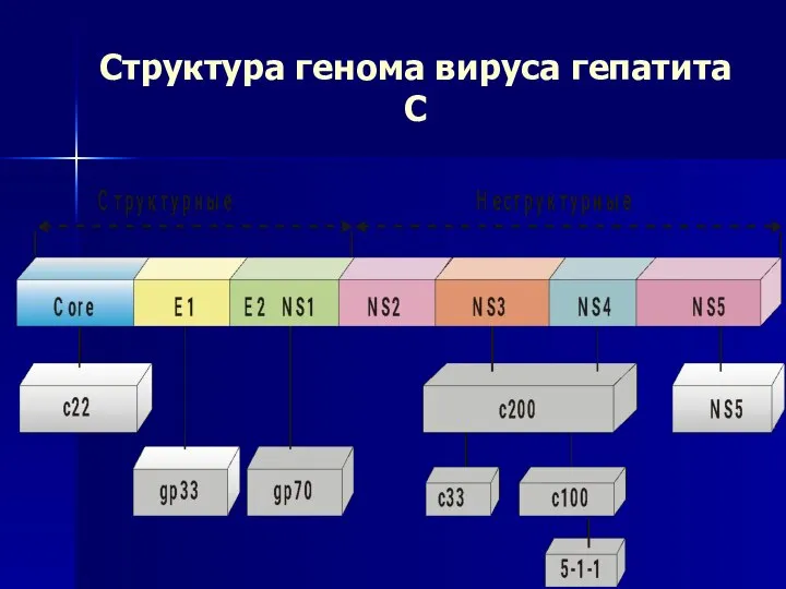 Структура генома вируса гепатита С