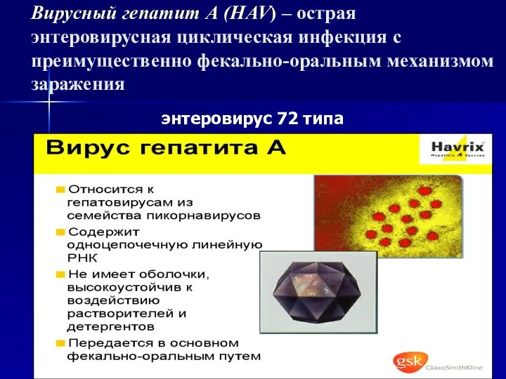 Вирусный гепатит А (HAV) – острая энтеровирусная циклическая инфекция с преимущественно