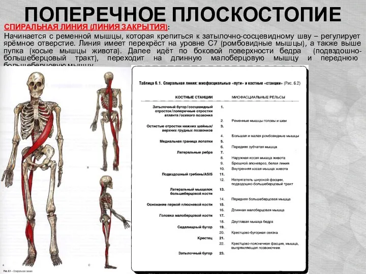 ПОПЕРЕЧНОЕ ПЛОСКОСТОПИЕ СПИРАЛЬНАЯ ЛИНИЯ (ЛИНИЯ ЗАКРЫТИЯ): Начинается с ременной мышцы, которая