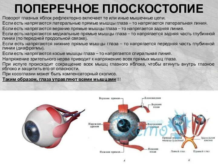 ПОПЕРЕЧНОЕ ПЛОСКОСТОПИЕ Поворот глазных яблок рефлекторно включает те или иные мышечные