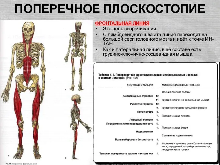 ПОПЕРЕЧНОЕ ПЛОСКОСТОПИЕ ФРОНТАЛЬНАЯ ЛИНИЯ Это цепь сворачивания. С лямбдовидного шва эта