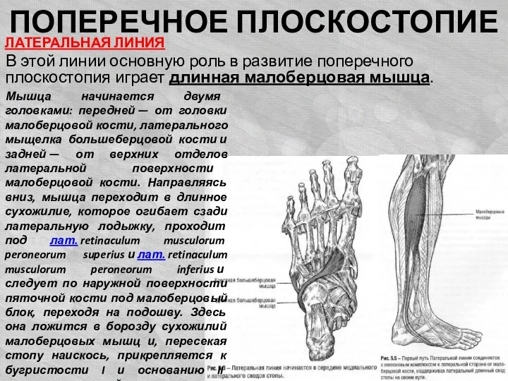 ПОПЕРЕЧНОЕ ПЛОСКОСТОПИЕ ЛАТЕРАЛЬНАЯ ЛИНИЯ В этой линии основную роль в развитие