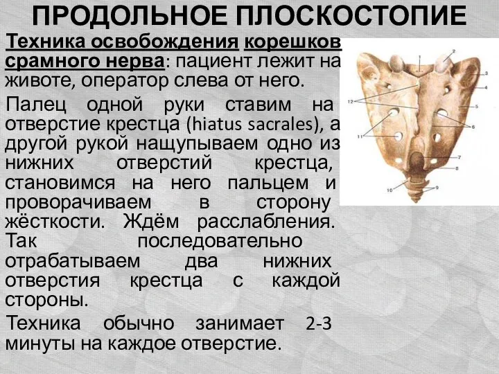 ПРОДОЛЬНОЕ ПЛОСКОСТОПИЕ Техника освобождения корешков срамного нерва: пациент лежит на животе,