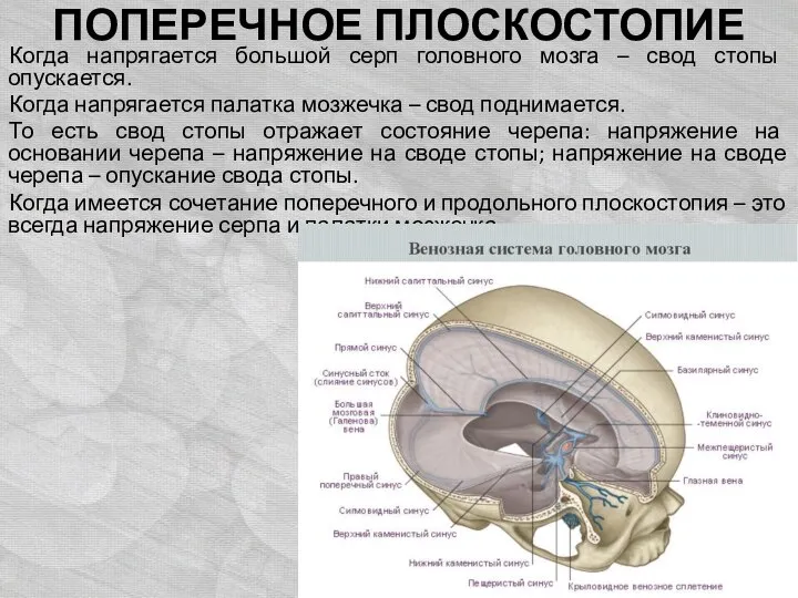 ПОПЕРЕЧНОЕ ПЛОСКОСТОПИЕ Когда напрягается большой серп головного мозга – свод стопы