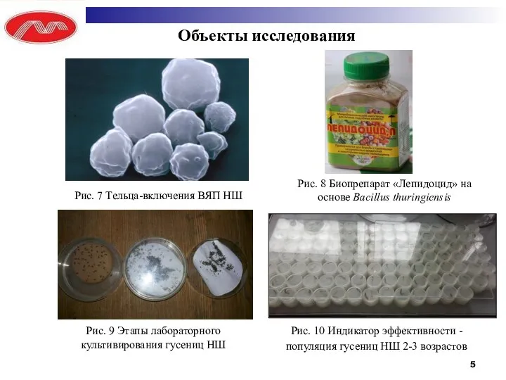 Объекты исследования Рис. 7 Тельца-включения ВЯП НШ Рис. 8 Биопрепарат «Лепидоцид»