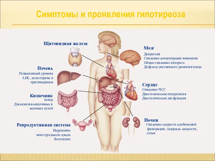 Щитовидная железа Повышенный уровень LDL, холестерина и триглицеридов Печень Запор Дискинезия