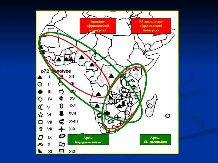 Ареал бородавочников Ареал O. moubata Юговосточно- африканский нозоареал Западно-африканский нозоареал