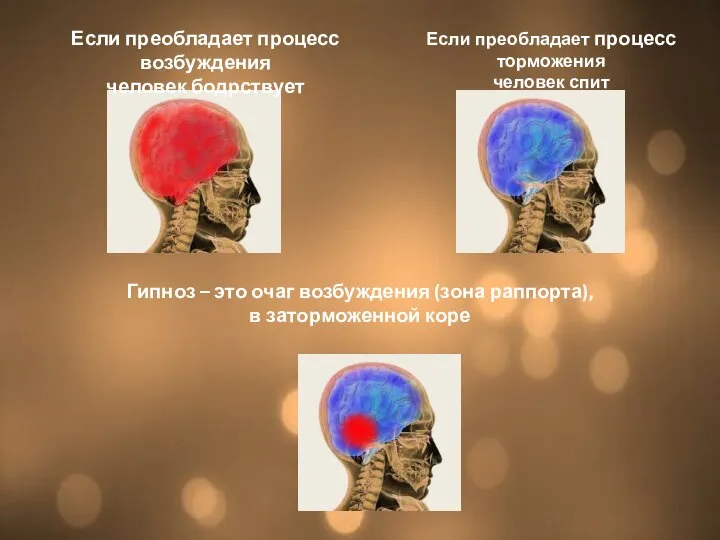 Если преобладает процесс возбуждения человек бодрствует Если преобладает процесс торможения человек