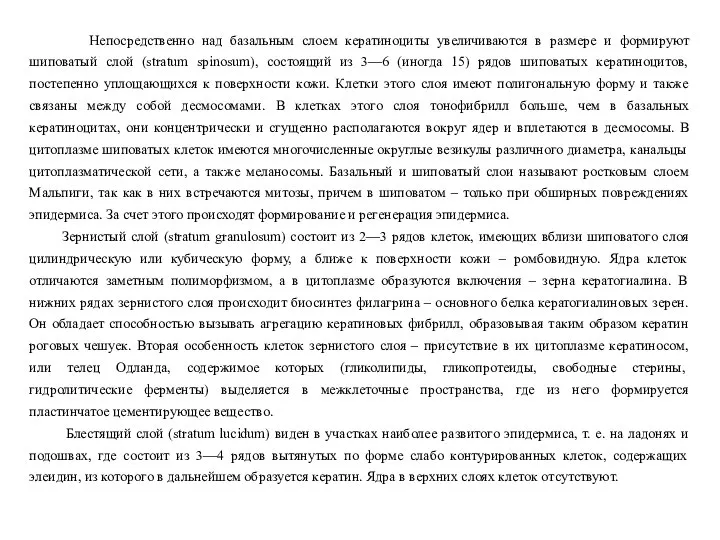 Непосредственно над базальным слоем кератиноциты увеличиваются в размере и формируют шиповатый